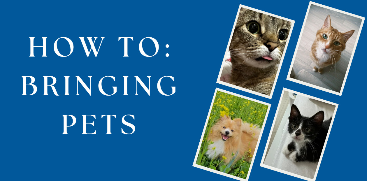 HoW TO: Bringing Pets